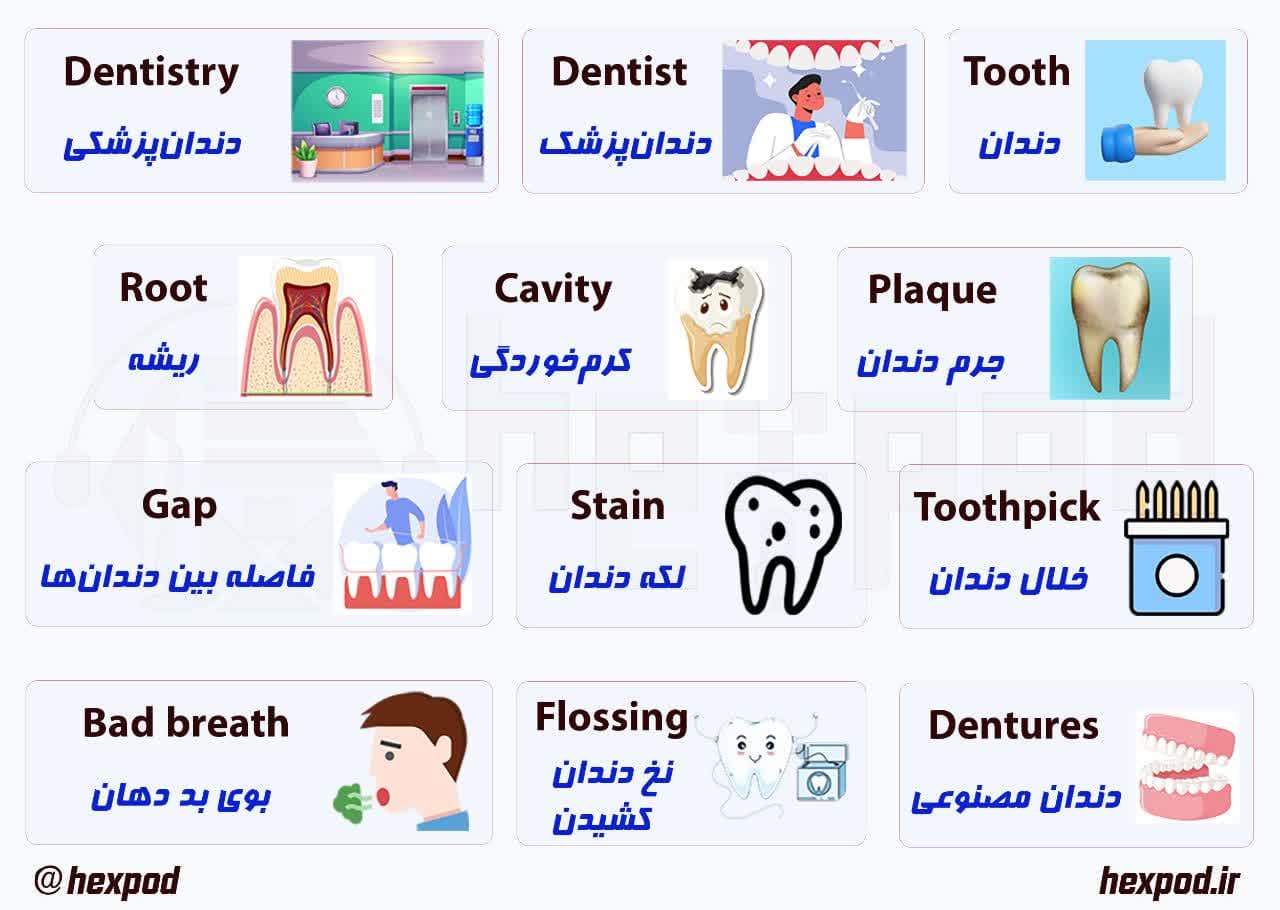 لغات پرکاربرد دندان و دندان‌پزشکی